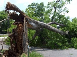NKY Emergency Tree Removal